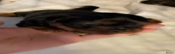 Yorkshire Terrier dogs for sale: mini YORKSHIRE TERRIER - Advert 5