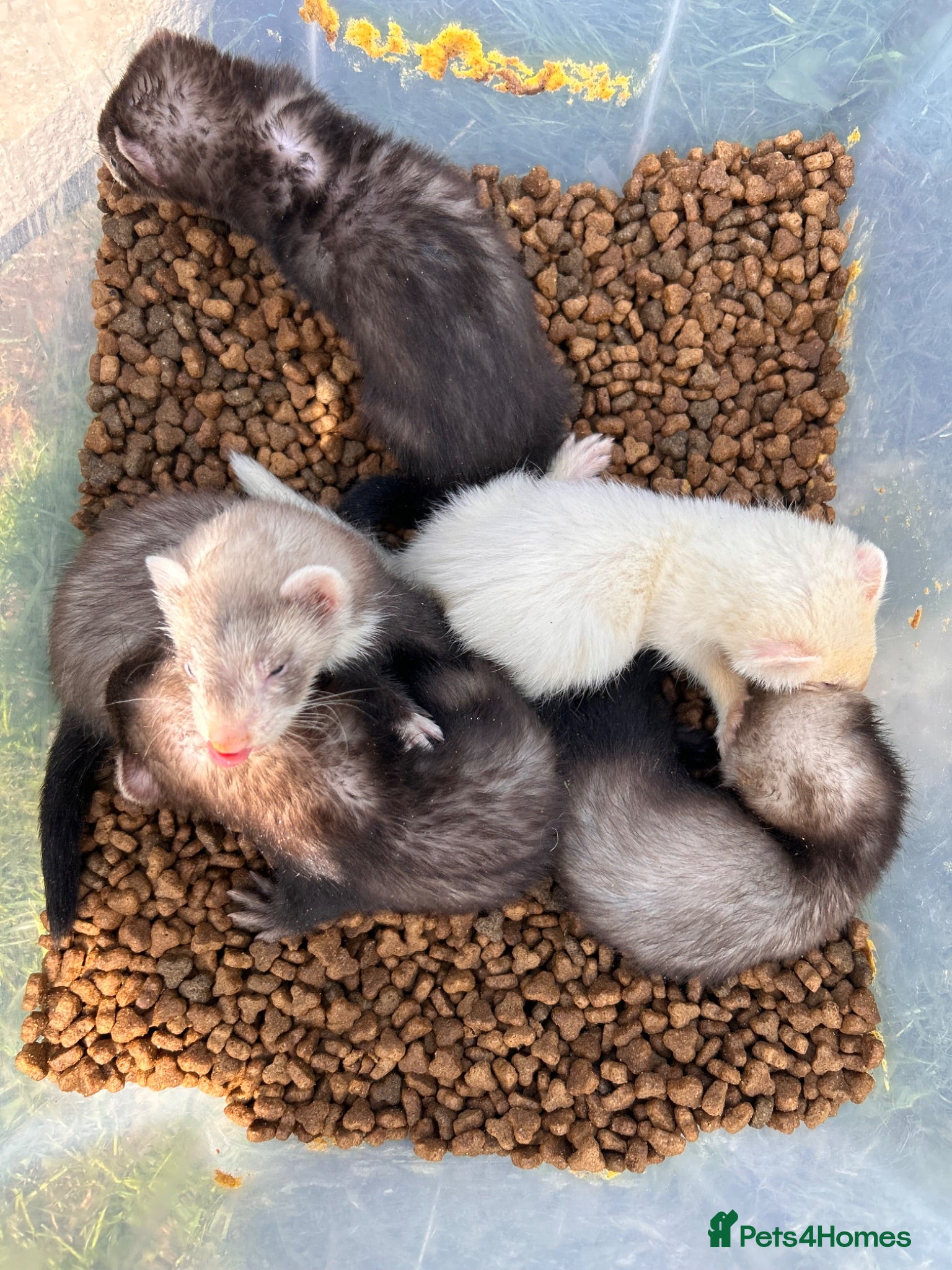 Ferret rodents Ferrets for sale boys and girls - Advert 2
