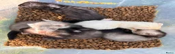 Ferret rodents for sale: Ferrets for sale boys and girls in Newton Aycliffe - Advert 1