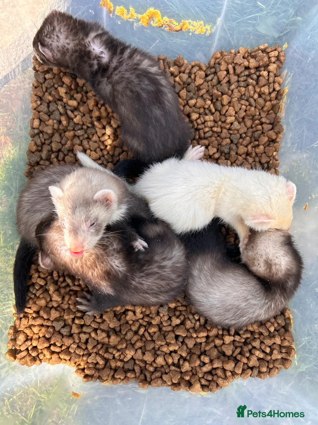 Ferret rodents for sale: Ferrets for sale boys and girls in Newton Aycliffe - Advert 1