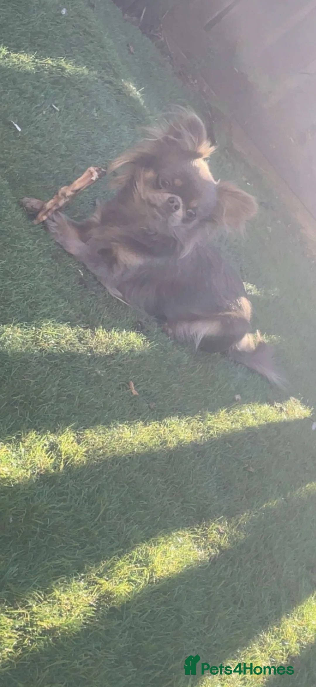Chihuahua dogs for sale: Longhair Chihuaha Puppys - Advert 7