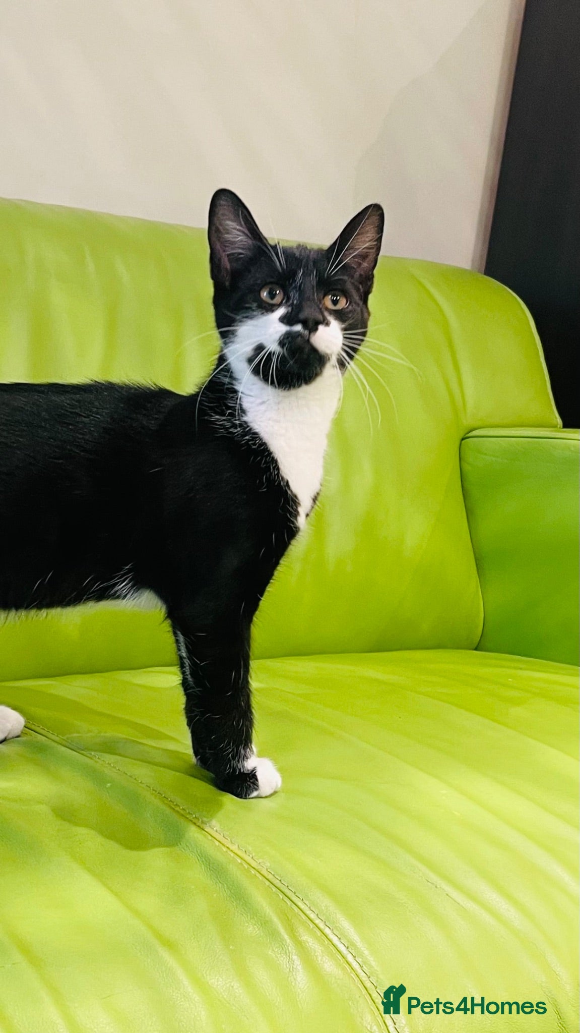 Mixed Breed cats Kittens for sale ,mixed breed, wonderful behaviour - Advert 1