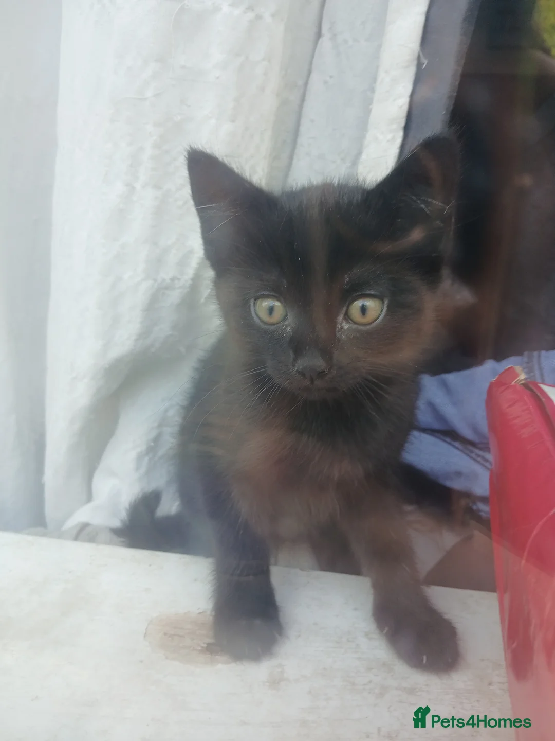 Mixed Breed cats for sale: Three Beautiful Kitten's  - Advert 2