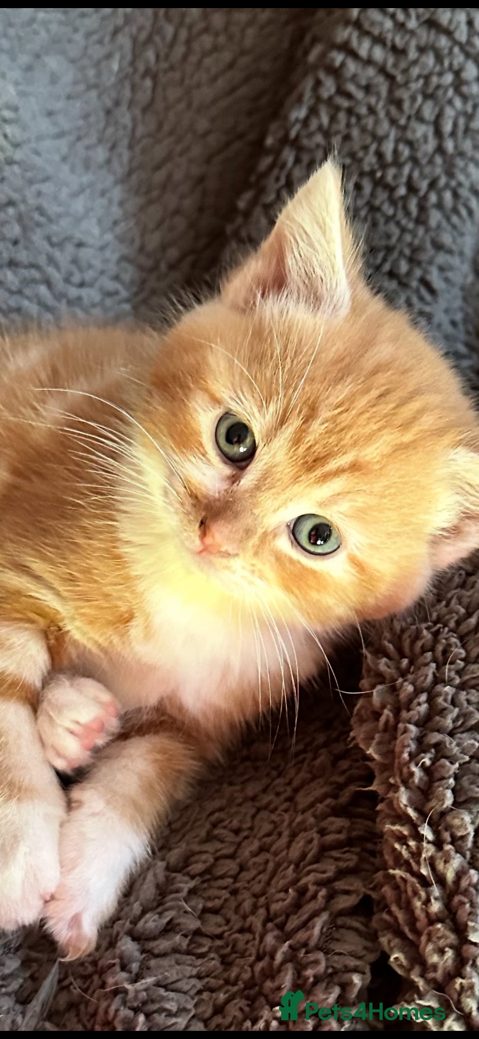 Mixed Breed cats Beautiful ginger male - Advert 1