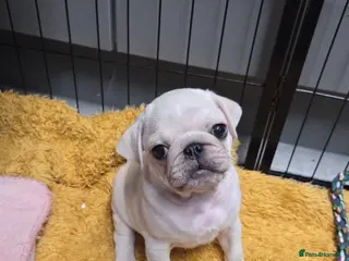 Pug dogs 2 stunning pure pug boys ready to leave!! - Advert 9