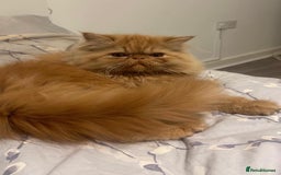 Ragdoll cats for sale: Male ragdoll and male Persian available  - Image 8