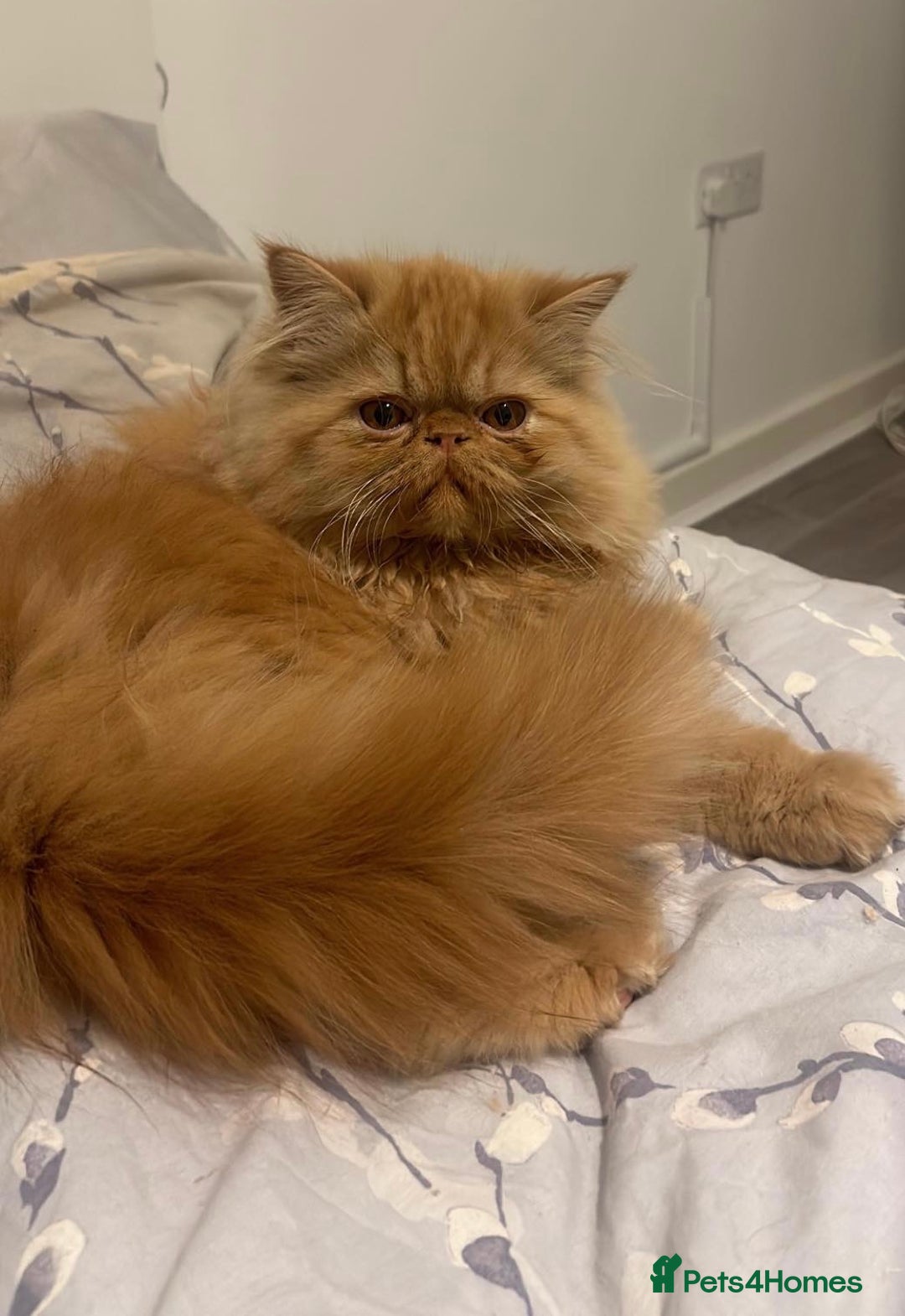 Ragdoll cats for sale: Male ragdoll and male Persian available  - Image 8