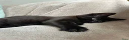 Mixed Breed cats for sale: Bright & Playful Kitten 🐾 - Advert 5