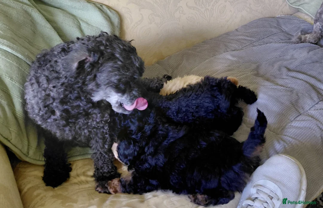 Mixed Breed dogs for sale: Beautiful rare phantom poodle puppy  in Horsham - Advert 2