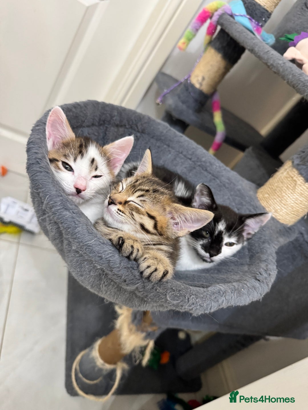 Mixed Breed cats for sale: 3 Beautiful Kittens for New Homes - Advert 1