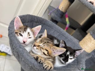 Mixed Breed cats 3 Beautiful Kittens for New Homes - Advert 10