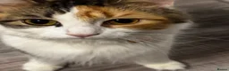 Mixed Breed cats for sale: 2 female and 2 male kittens  - Advert 7