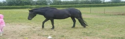Dartmoor horses for sale: Beautiful dartmoor mare - Advert 5