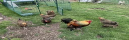 Chickens poultry for sale: Golden partridge brahma 6 Hatching Eggs  in Morpeth - Advert 2