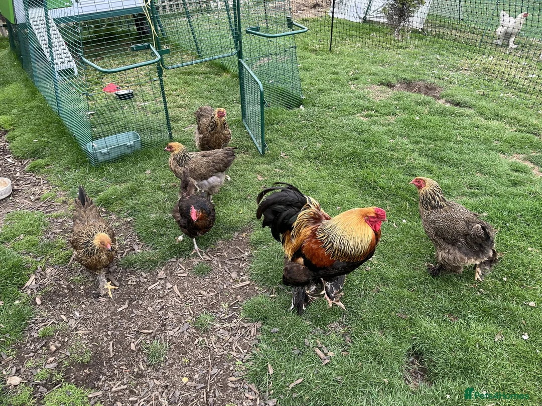 Chickens poultry for sale: Golden partridge brahma 6 Hatching Eggs  in Morpeth - Advert 2