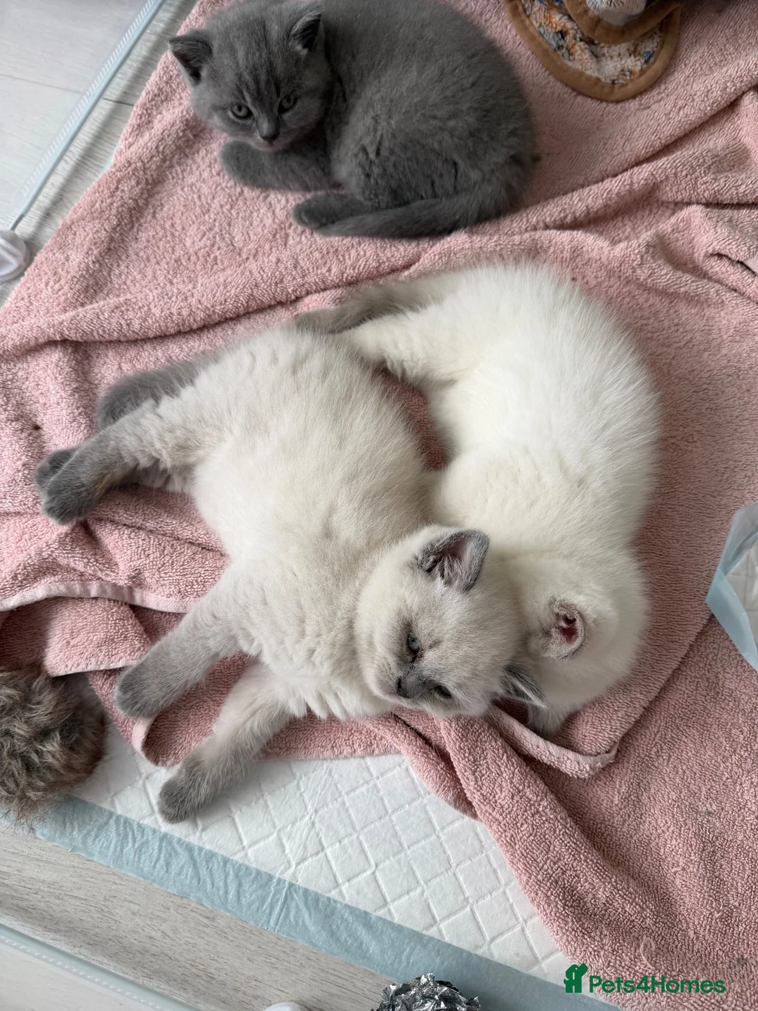 British Shorthair cats for sale: 2 x Colourpoint British Shorthair Kittens in Rayleigh - Advert 12