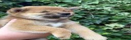 Japanese Shiba Inu dogs for sale: Health tested champion bloodline small size Shiba  - Advert 6