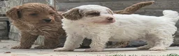 Cockapoo dogs for sale: Outstanding cockapoo puppies - Advert 34
