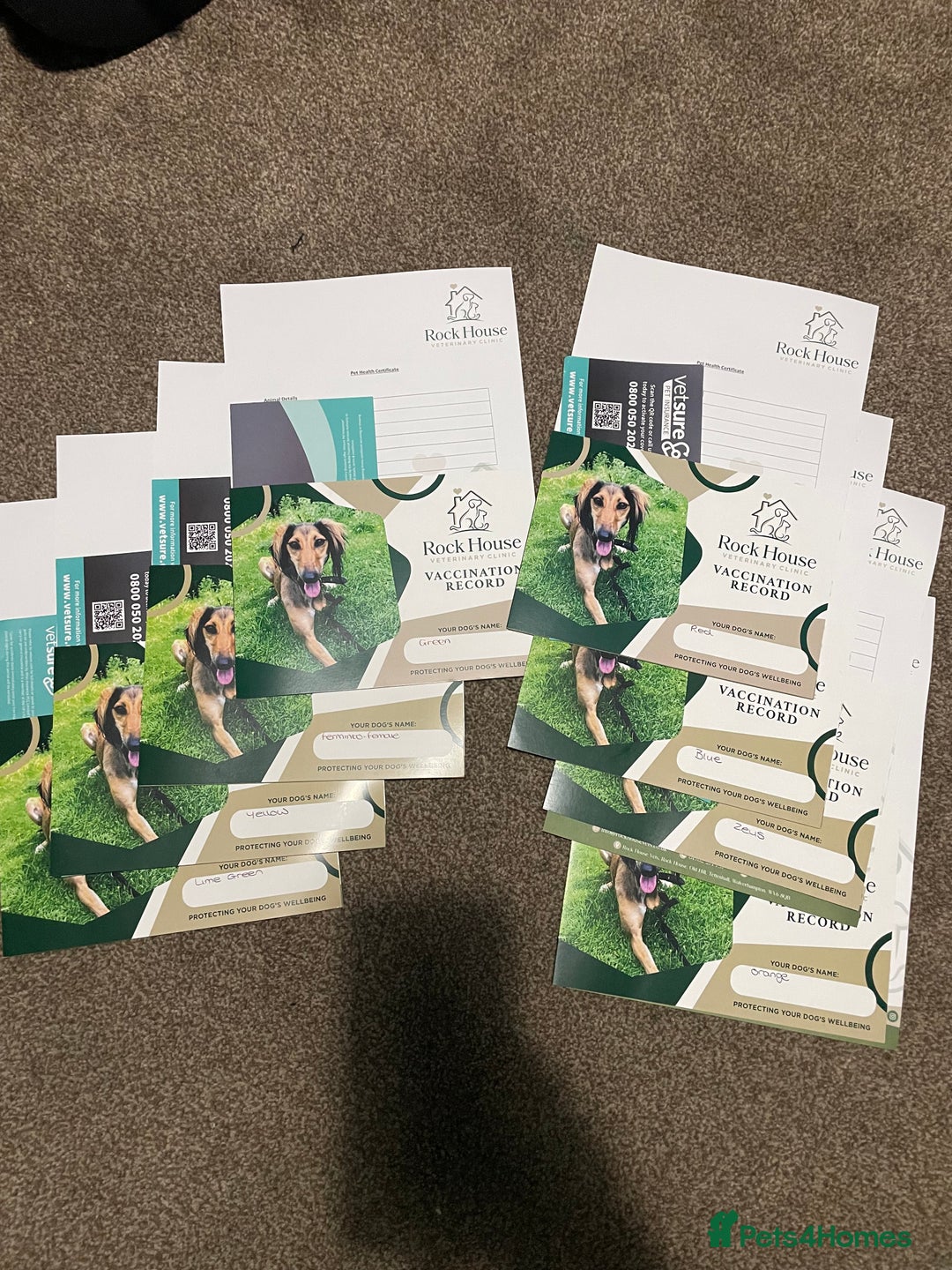 Cane Corso dogs for sale: CANE CORSO TOP QUALITY STRAJANO BLOODLINE FERMINTO - Advert 8