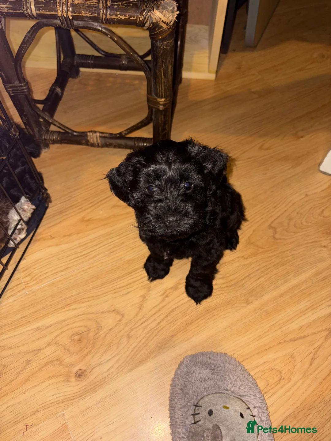 Schnoodle dogs for sale: 2 adorable black male schnoodle pups for sale - Advert 6