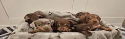 Miniature Dachshund dogs for sale: Miniature dachshund puppies - Advert 1