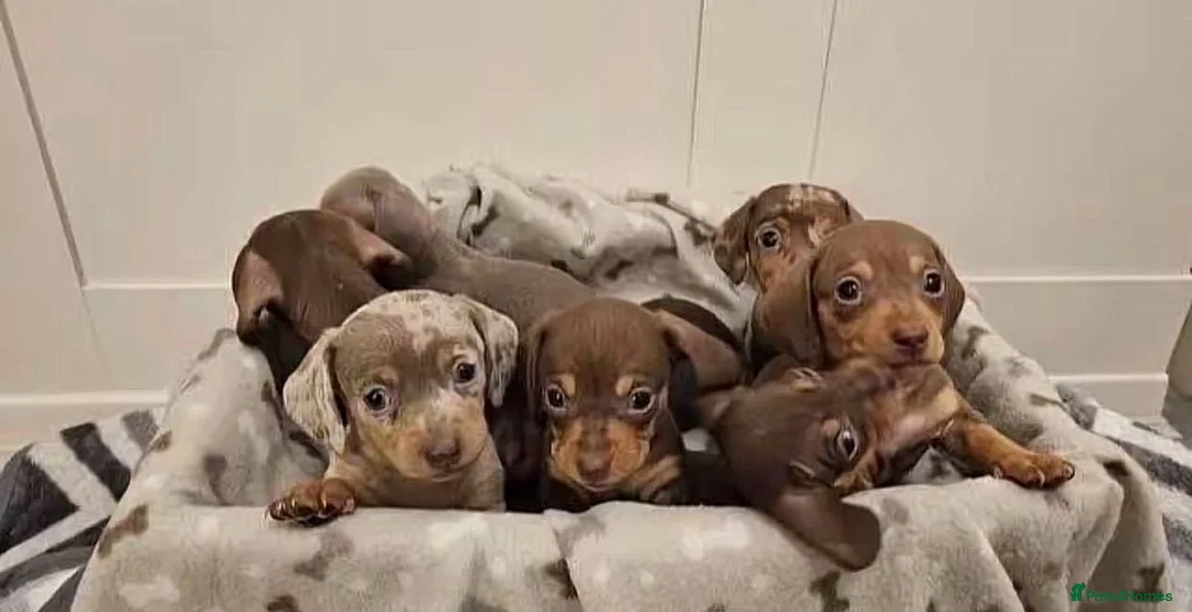 Miniature Dachshund dogs for sale: Miniature dachshund puppies - Advert 1