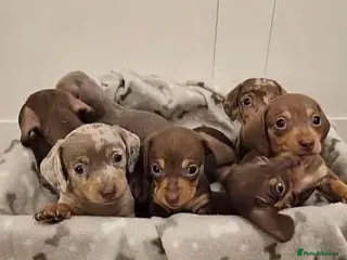 Miniature Dachshund dogs Miniature dachshund puppies - Advert 1