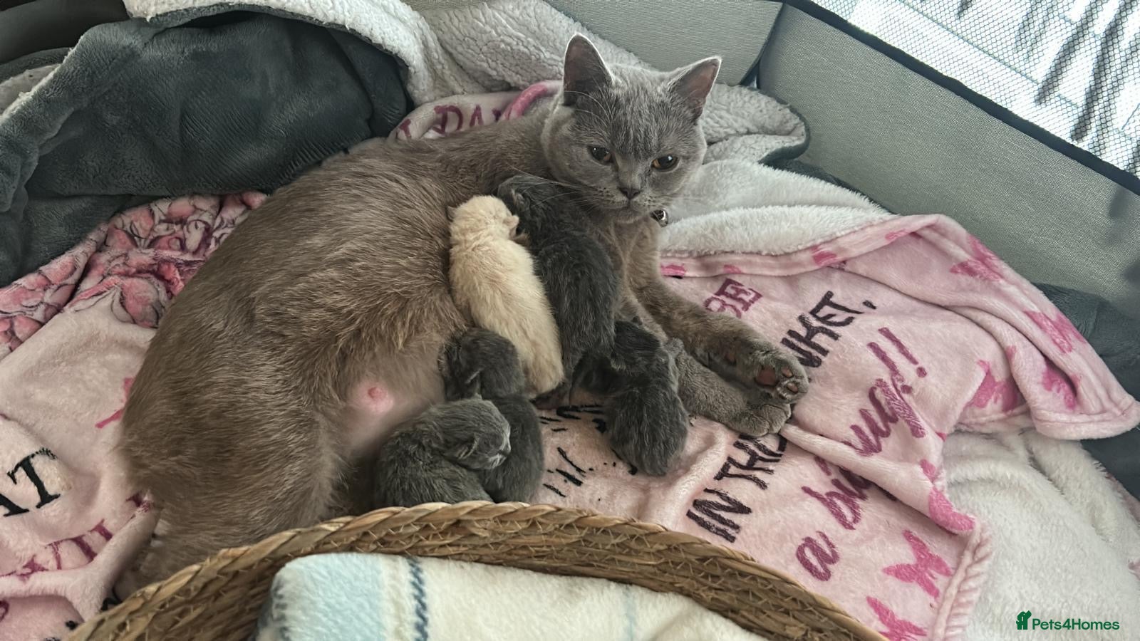 Scottish Fold cats Beautiful Scottish fold / straight for sale  - Advert 6