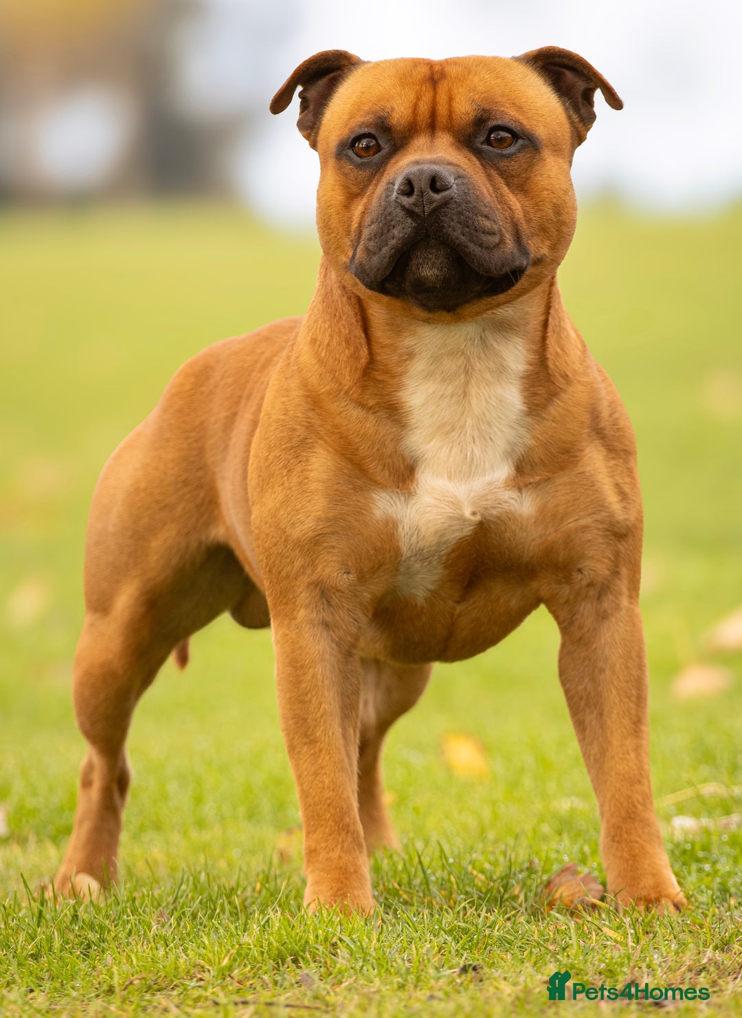 Staffordshire Bull Terrier dogs for stud: 🥨 Crufts Qualified Red SBT Stud 🥨 - Advert 7