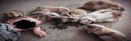 Mini Lop rabbits for sale: Beautiful family of bunnies.  - Advert 5