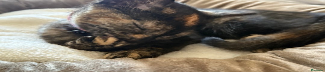 British Shorthair Kitten 1