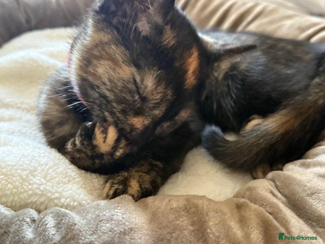 British Shorthair cats for sale: Kitten for sale - Image 1