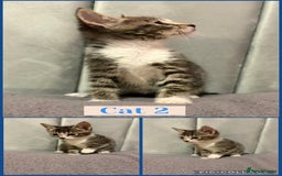 Mixed Breed cats for sale: 4 male kittens for sale 🐾 🐈‍⬛  - Image 2