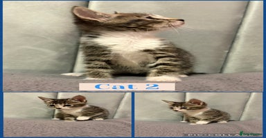 Mixed Breed cats - Advert 7