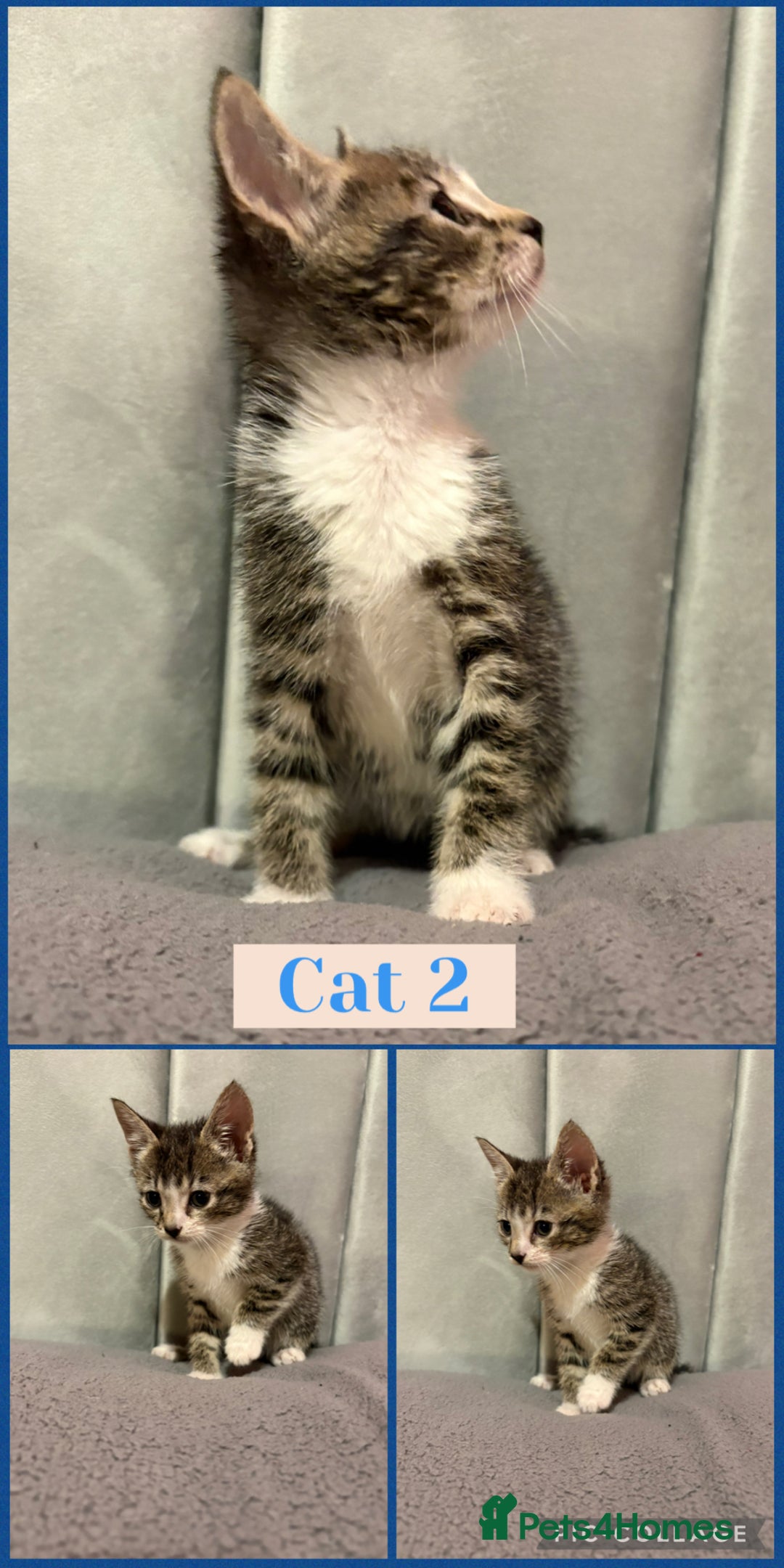 Mixed Breed cats for sale: 4 male kittens for sale 🐾 🐈‍⬛  - Image 2