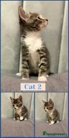Mixed Breed cats - Advert 14
