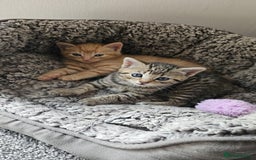 Bengal cats for sale: Beautiful Kittens for Sale - Image 2