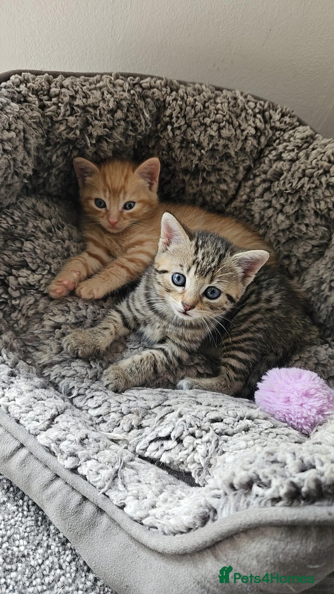 Bengal cats for sale: Beautiful Kittens for Sale - Image 2