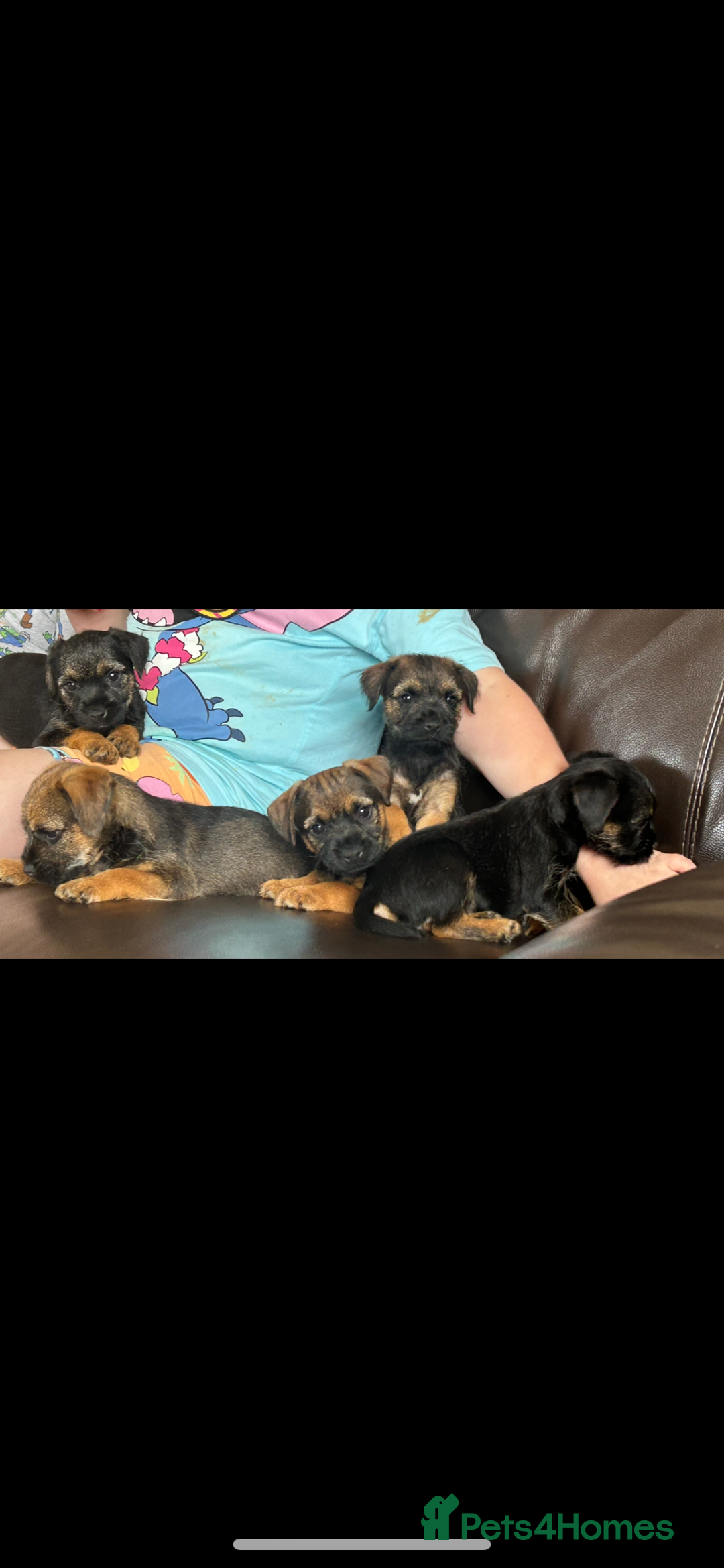 Border Terrier dogs for sale: Border Terrier puppies - Image 12