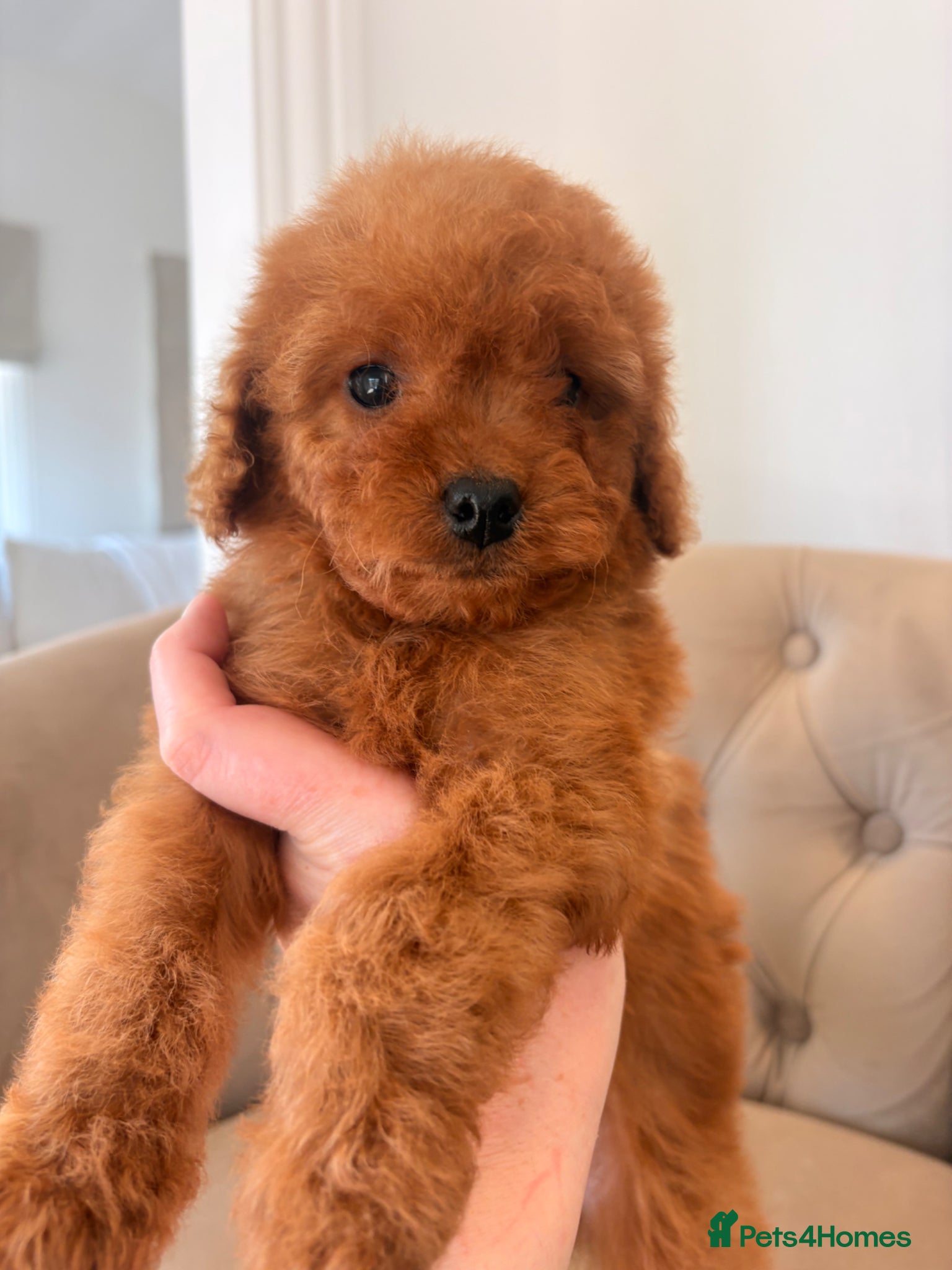 Cockapoo dogs LICENSED BREEDER QUALITY HEALTH TESTED COCKAPOOS - Advert 1