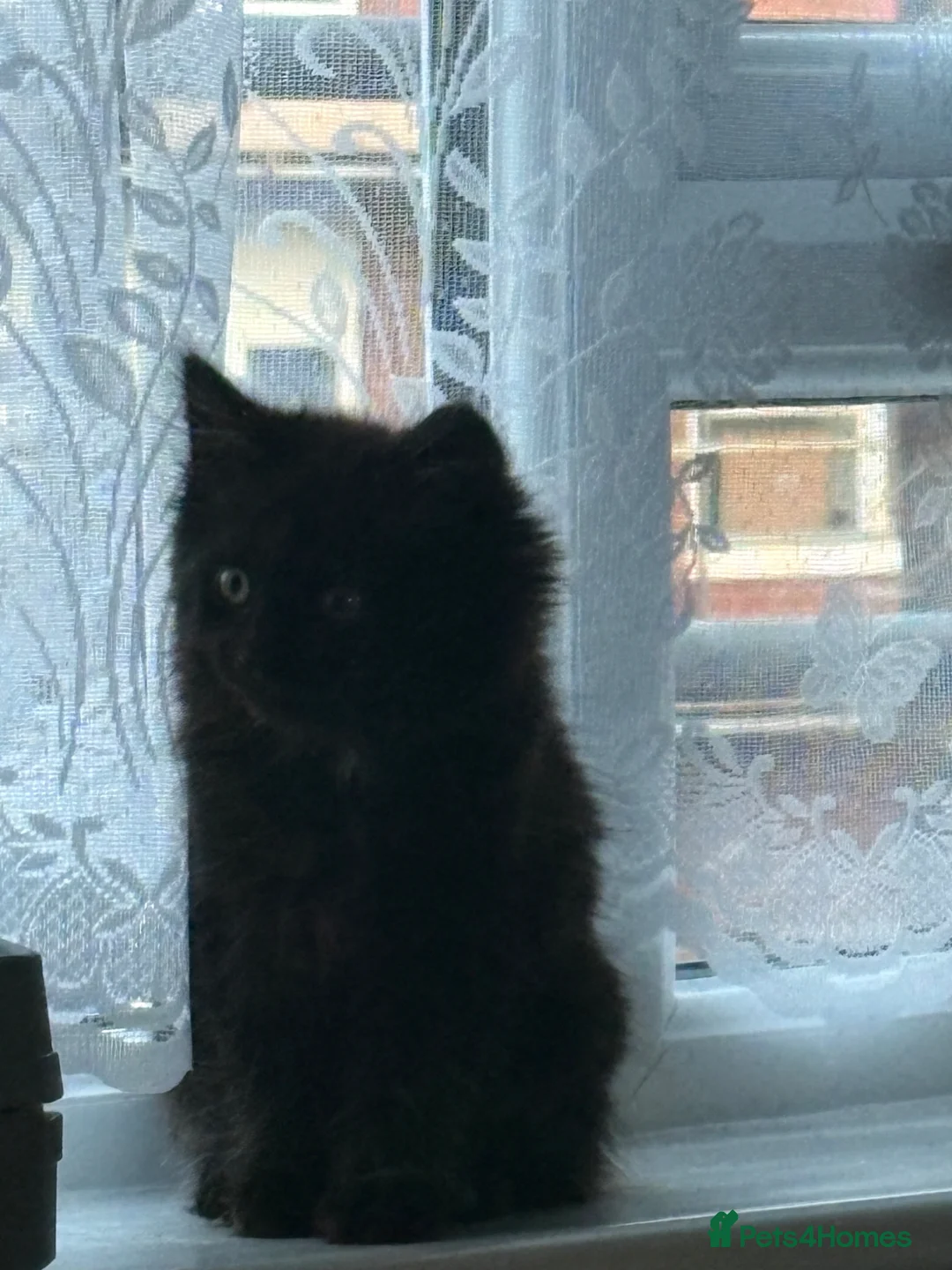 Mixed Breed cats for sale: Beautiful Kitten - Advert 2