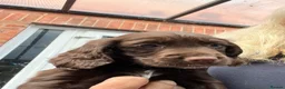Cocker Spaniel dogs for sale: Beautiful cocker spaniel puppies  - Advert 6