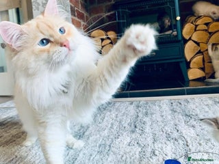 Siberian cats in Leeds - Advert 1