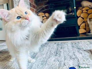 Siberian cats Siberian Neva Masquerade Available For Stud in Leeds - Advert 7