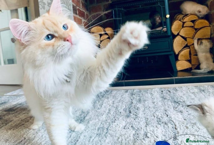 Siberian cats Siberian Neva Masquerade Available For Stud in Leeds - Advert 1