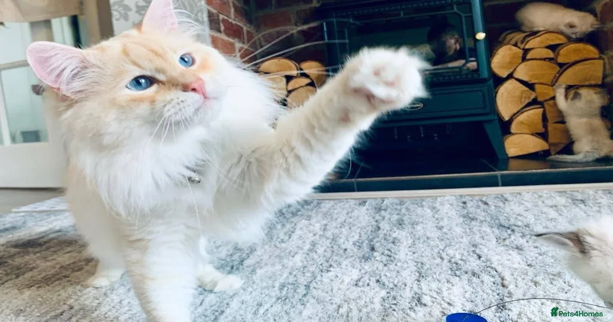 Siberian Cats for stud in Preston, Lancashire | Pets4Homes