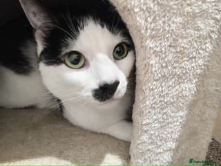 Mixed Breed cats Oscar 🐾 - Advert 13