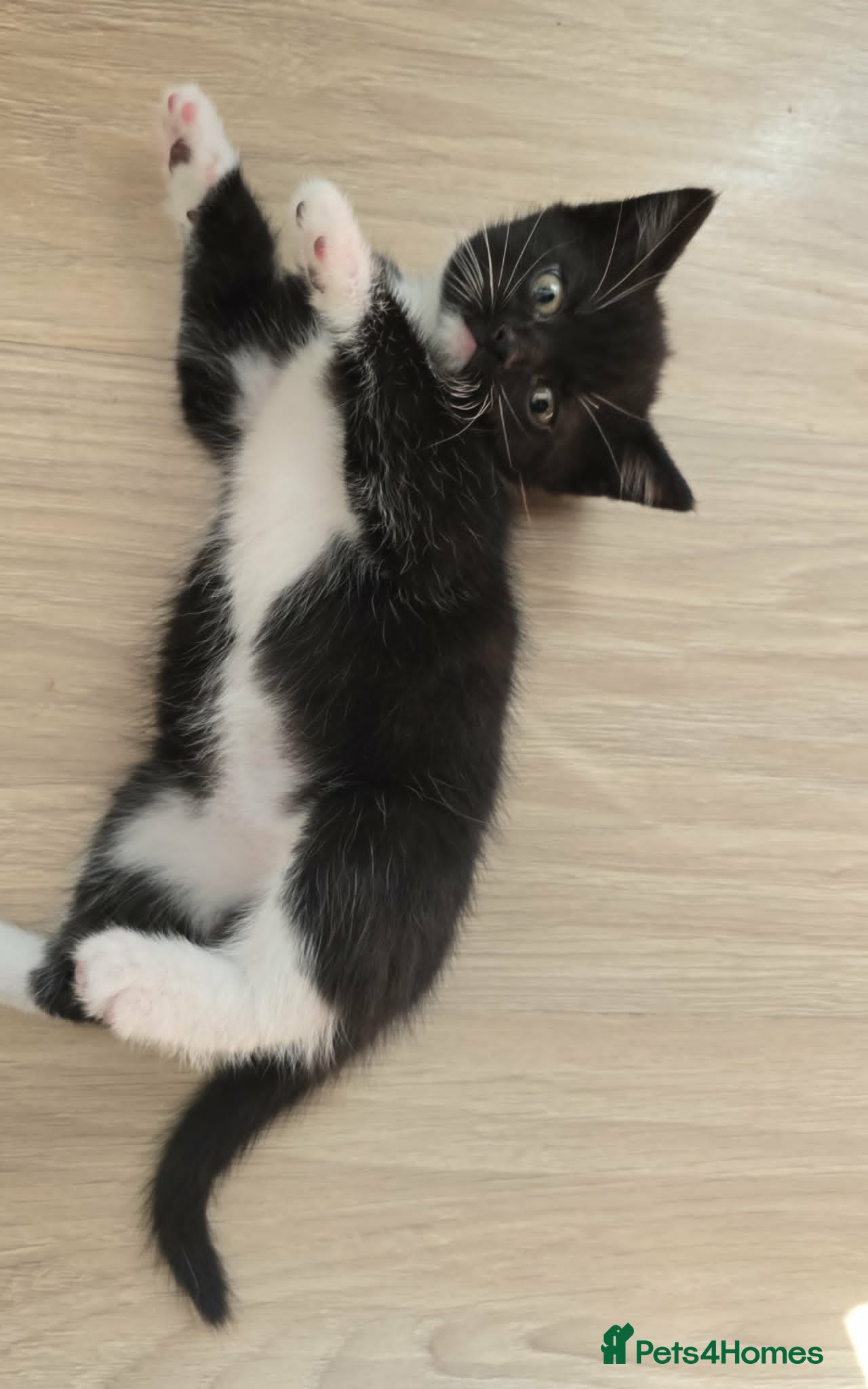Mixed Breed cats for sale: 5 Male Kittens Looking for a new Home In Derby in Derby - Advert 8