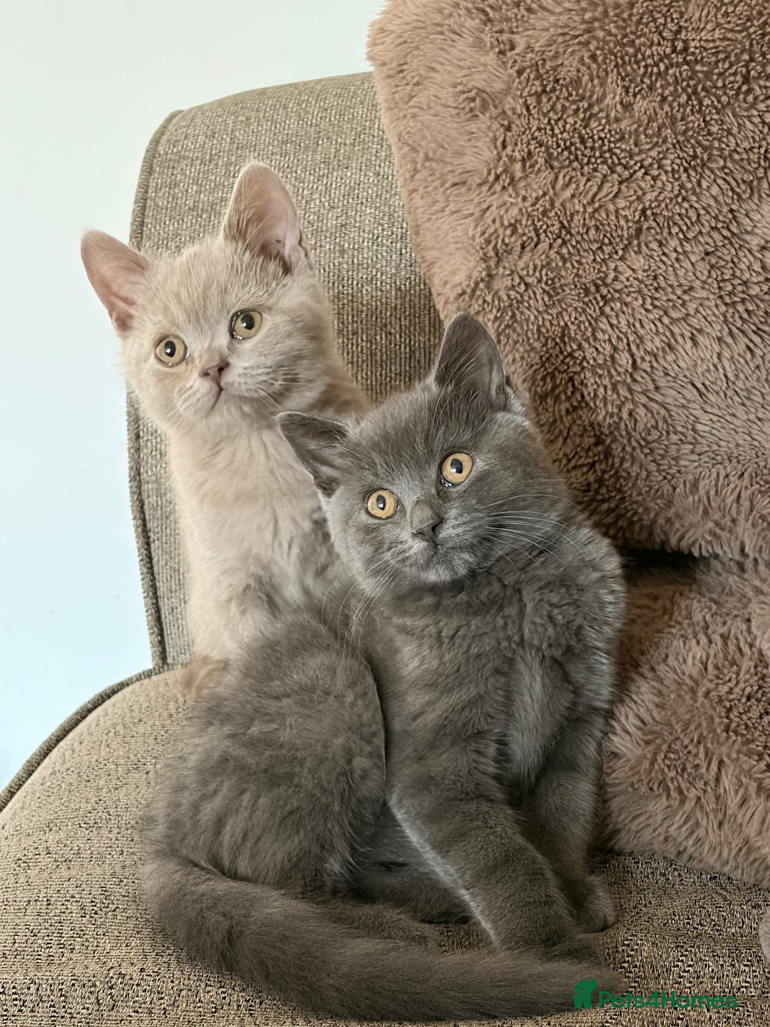 British Shorthair cats BSH kittens Ready Now - Advert 1