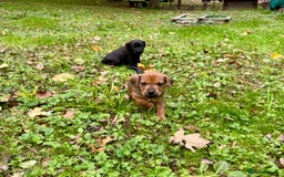 Mixed Breed dogs for sale: 🖤 BOLD Patterdale X  puppies 🖤 - Image 10